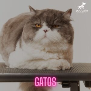 Módulo Gatos - Evoluir Groomer