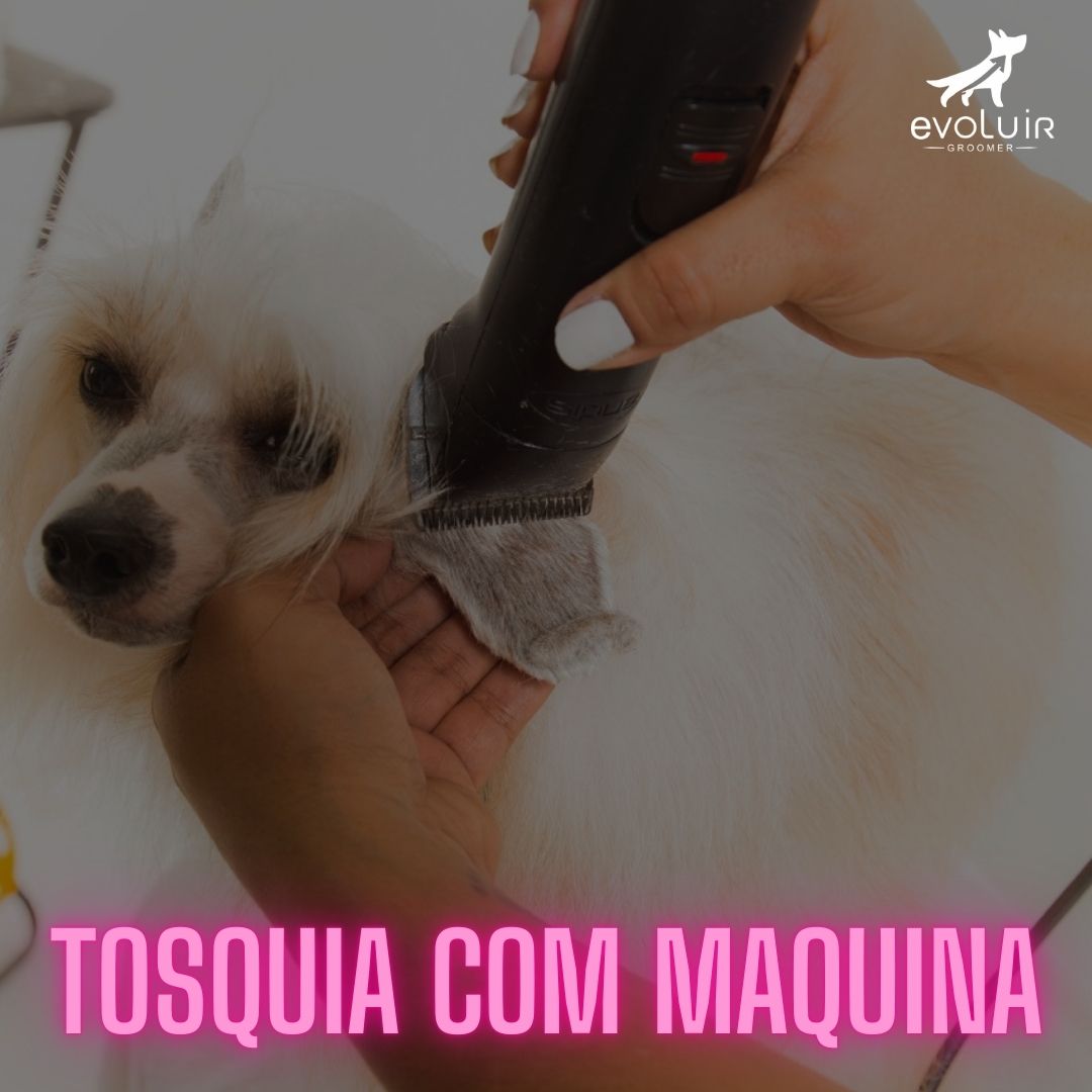Módulo Tosquia com Máquina - Evoluir Groomer